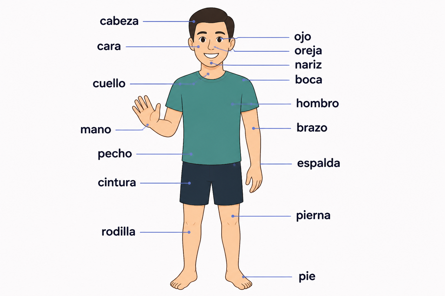 Labeled diagram of basic body and face parts in Spanish